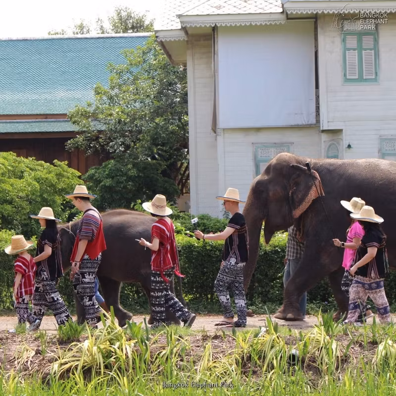 Bangkok Private Tour - Feed and walk with elephants