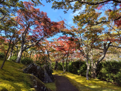 Hakone Autumn Highlights Tour – Strolling through Pampas  Grass Fieldscover image