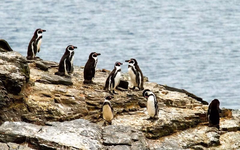 La Serena Private Tour - Humboldt Penguins