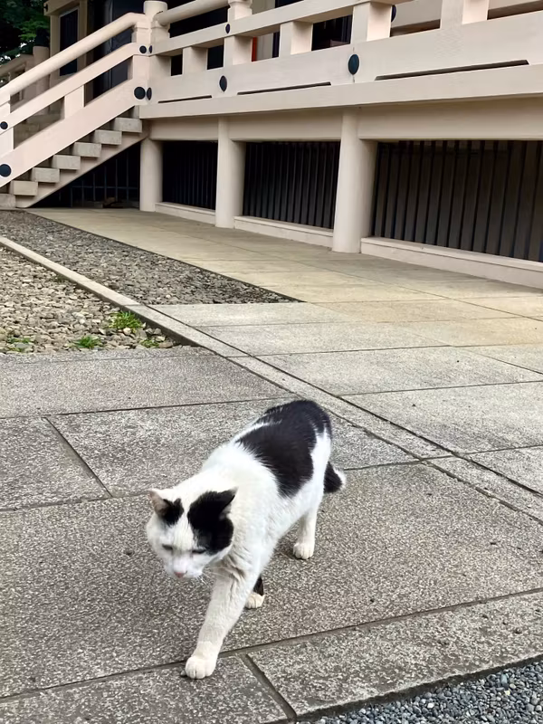 Tokyo Private Tour - Tama, the cat at Gotokuji
