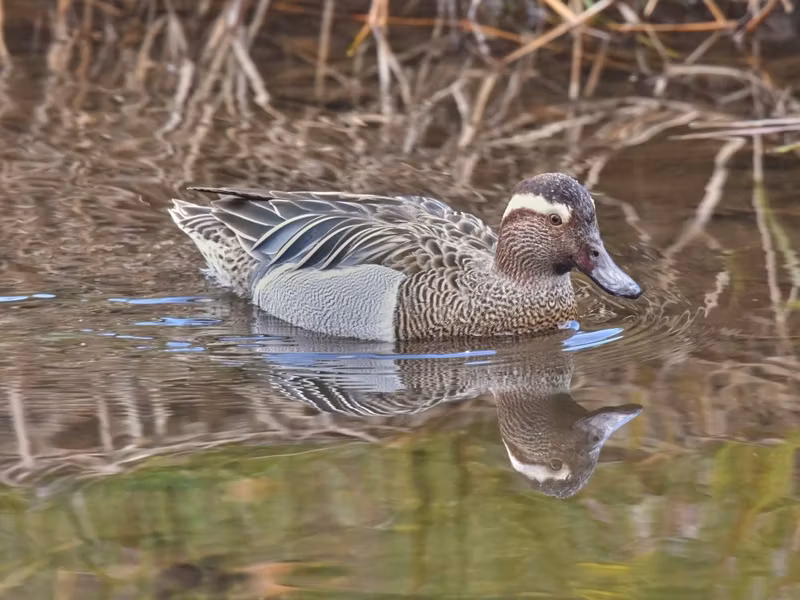 Kagoshima Private Tour - Garganey