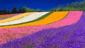 Asahikawa & Furano (One Day Tour from Sapporo)cover image