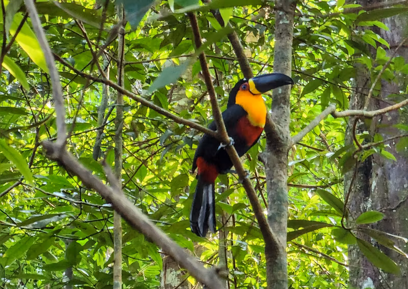 Rio de Janeiro Private Tour - Toucan: Vibrant colors