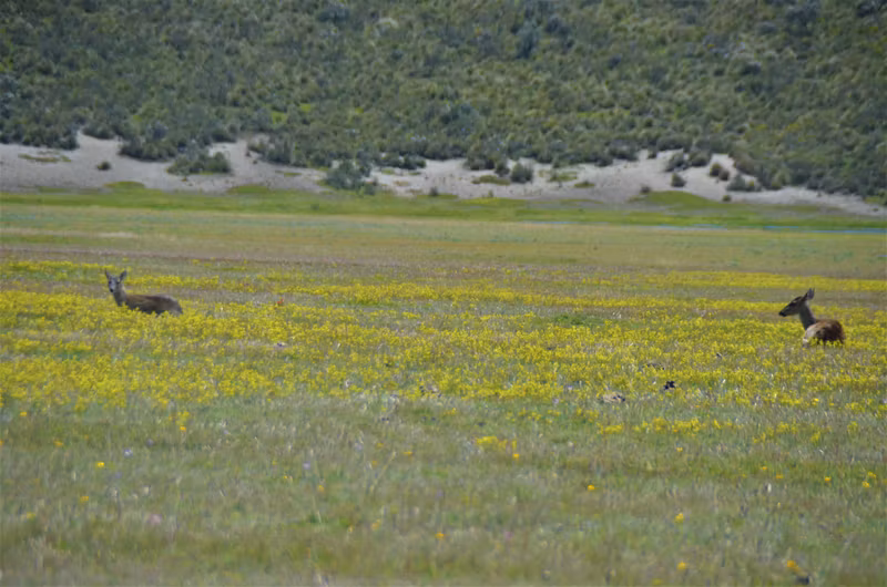 Cotopaxi Private Tour - White-tailed deer. Wildlife Cotopaxi