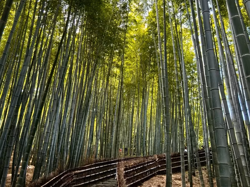 Kyoto Private Tour - Bamboo Forest