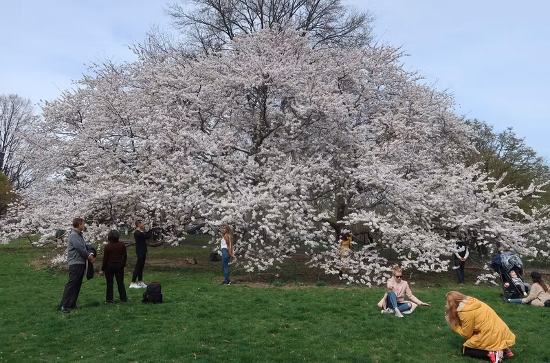 New York Private Tour - Cherry blossom crowds