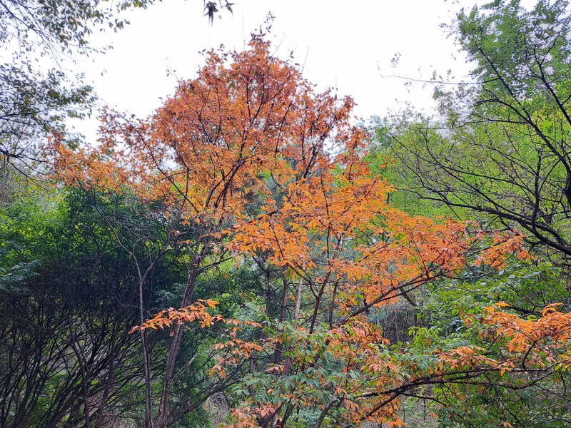 Seoul Private Tour - Namsan Jarak-gil (walking trail)