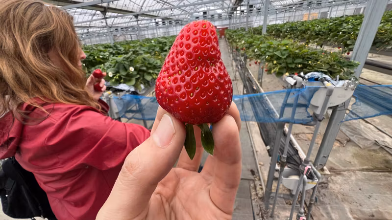 Nagoya Private Tour - Suzu the special type of strawberries