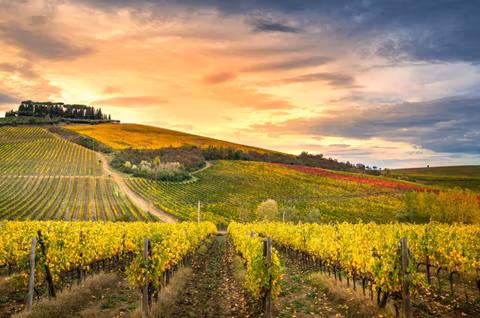 Chianti Tour Guide