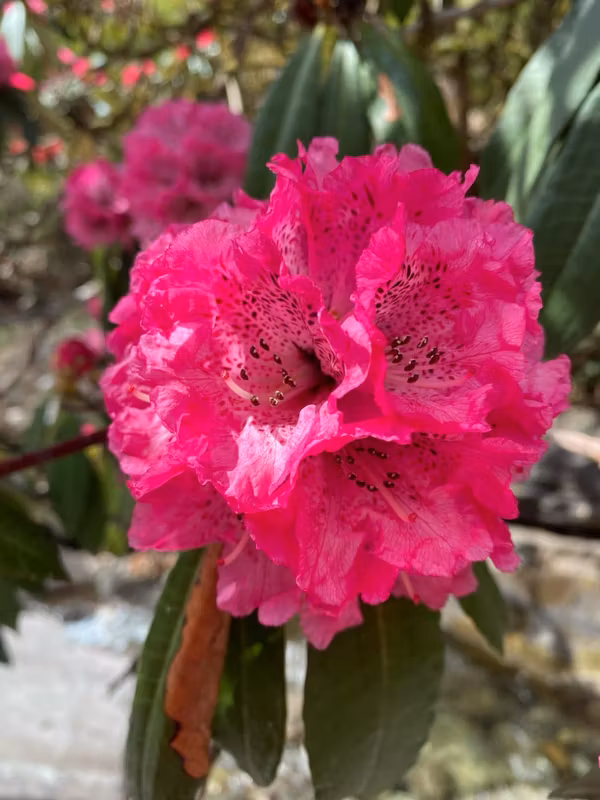 Rishikesh Private Tour - rhododendron