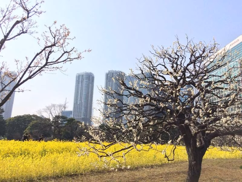 Tokyo Private Tour - Hama-rikyu Gardens in spring
