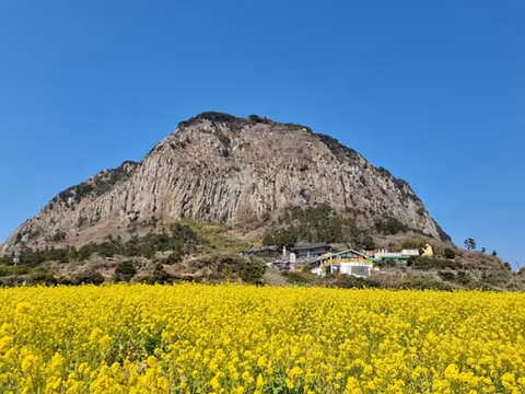 8hrs Cruise Shore Excursion - Jeju Private Sedan Taxi Tour with English Speaking Driver (up to 4pax)cover image