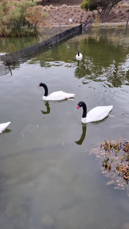 Santiago Private Tour - black neck swan