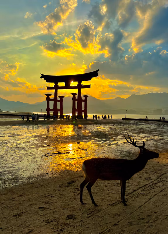 Hiroshima Private Tour - sunset with a deer