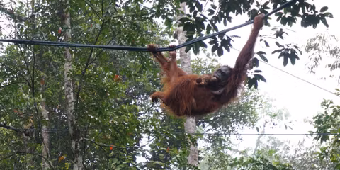 Kuching Orang-Utan Tour at Semenggoh Nature Reservecover image