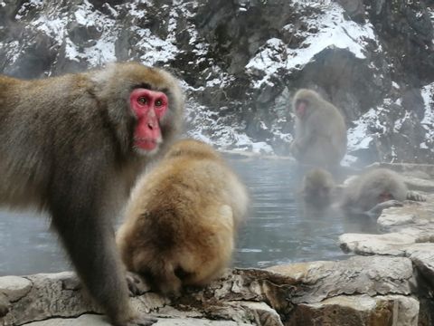 Snow Monkey Hierarchy: The Top Monkeys - SNOW MONKEY RESORTS