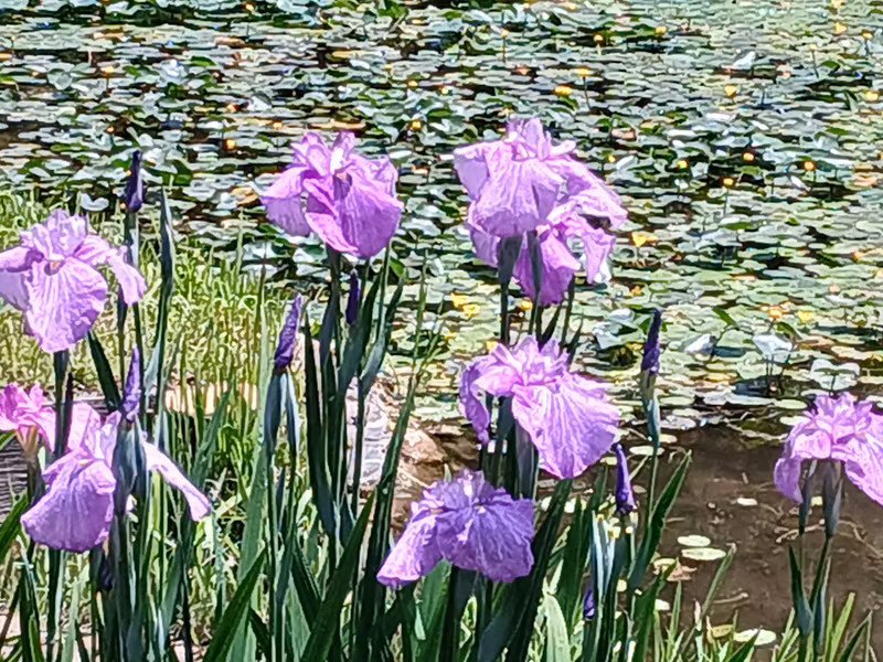 Tokyo Private Tour - East Gardens