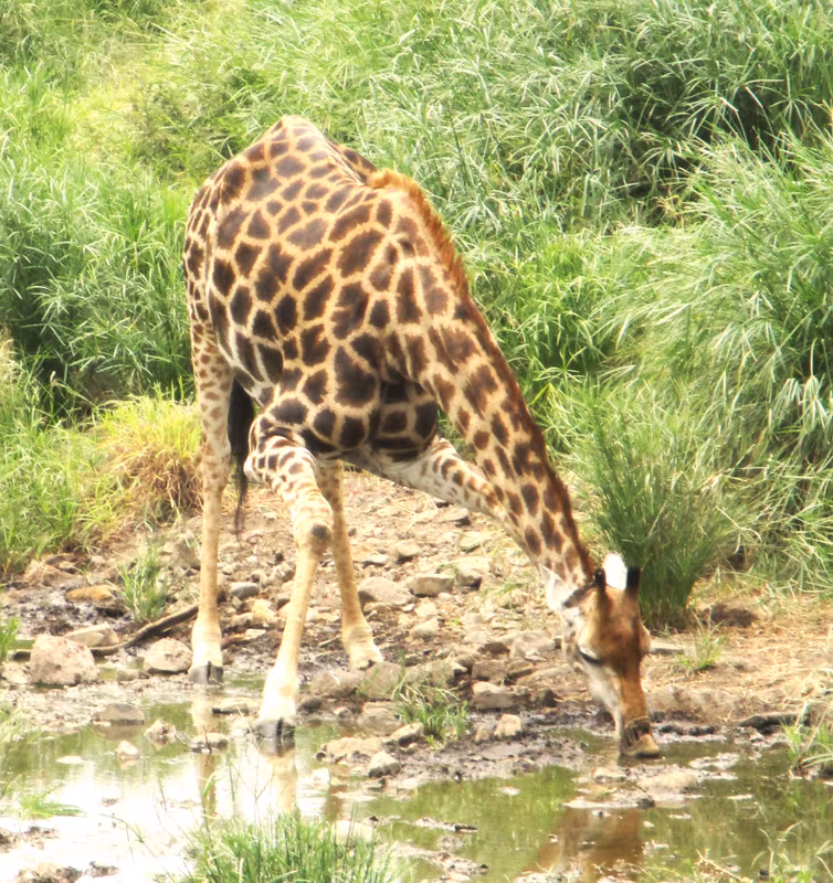 Gauteng Private Tour - Giraffe, Kruger National Park