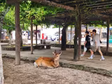 Full-Day in Miyajima - 1