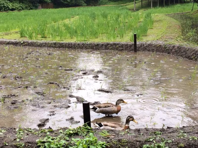 Tokyo Private Tour - a pair of ducks in a paddy field