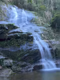 Rain forest Tijuca Park - 1