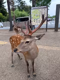 Full-Day Nara tour from Kyoto with a private guide - 4