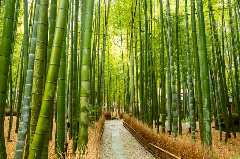 Kamakura Private Tour - Bamboo groove