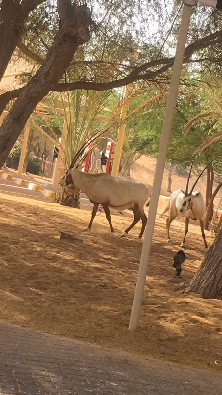 Abu Dhabi Private Tour - 