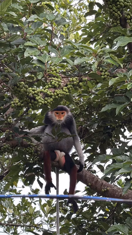 Da Nang Private Tour - Red-shanked douc (Son Tra Peninsula)