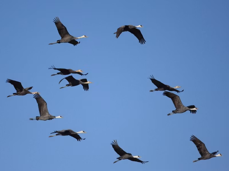 Kagoshima Private Tour - Hooded cranes
