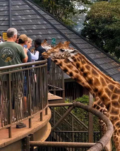 Nairobi Private Tour - 