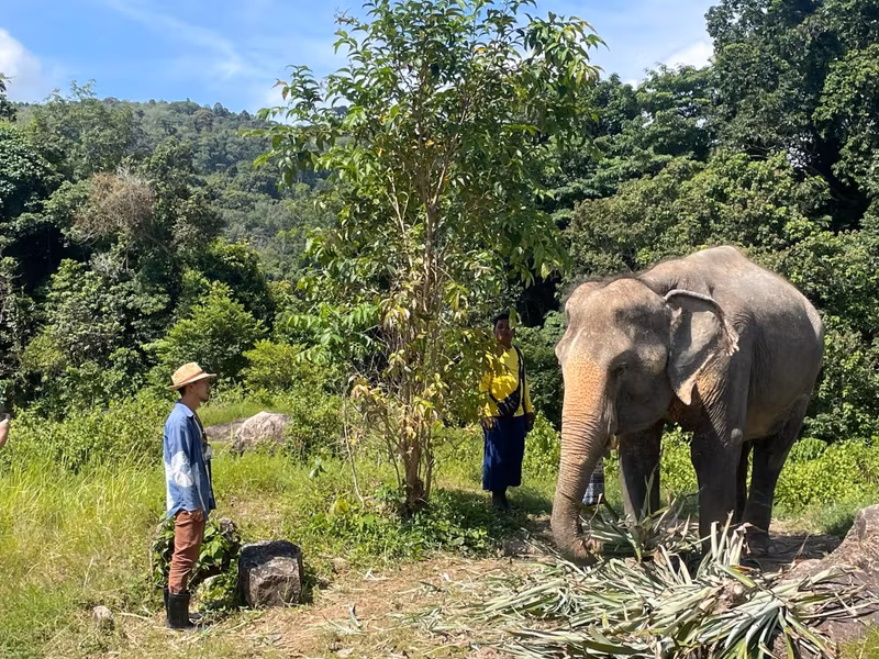 Phuket Private Tour - Learn Thai elephants