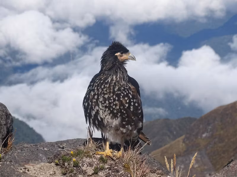 Pichincha Private Tour - Carunculated Caracara