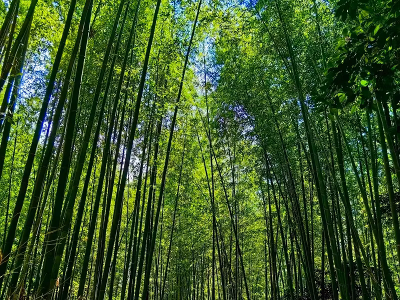 Kyoto Private Tour - Bamboo Forest
