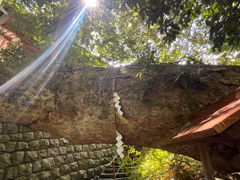 Miyagi Private Tour - Sacred zelkova tree