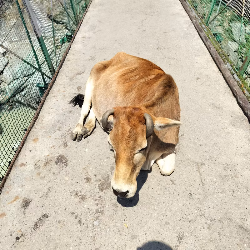 Rishikesh Private Tour - Holy cow