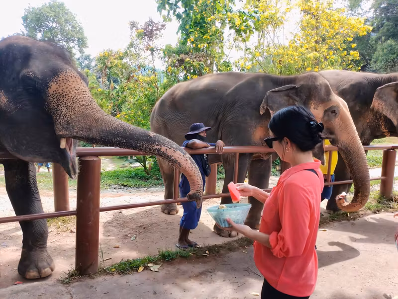 Phuket Private Tour - Feeding elephants