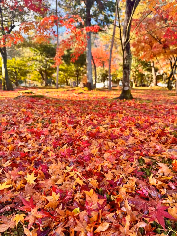 Osaka Private Tour - A sea of autumn leaves in Kyoto