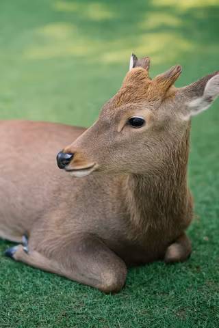 Tales of Nara; Deer, Bells & Ancient Spellscover image