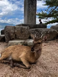 Full-day Hiroshima/Miyajima tour with Local certified guide - 2