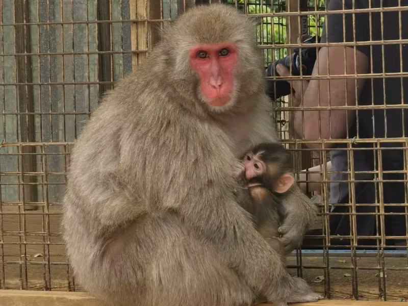 Kyoto Private Tour - Monkey Park