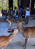 Must see spots in Kyoto and Nara in a day (8 hours) - 3