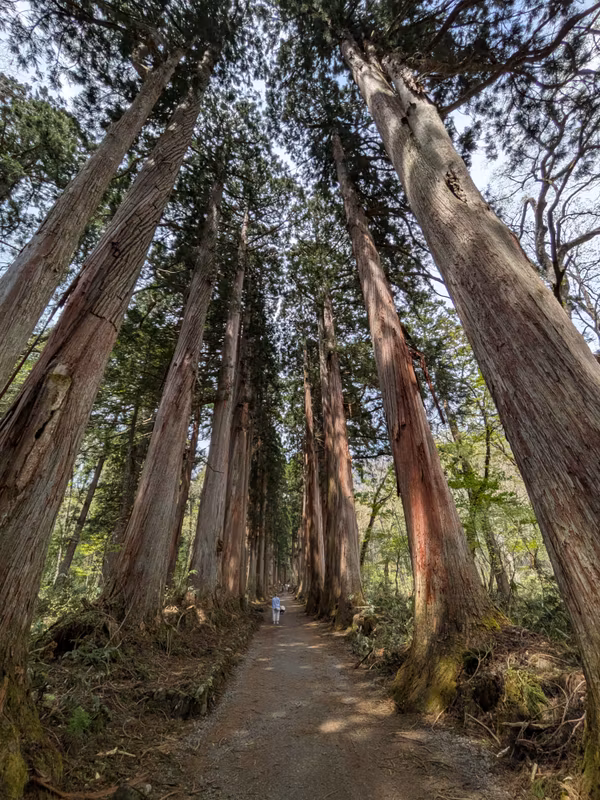 Nagano Private Tour - Cedar Avenue