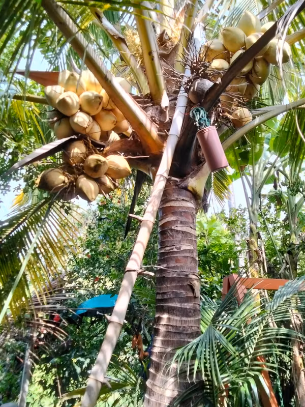 Bangkok Private Tour - COCONUT Farm