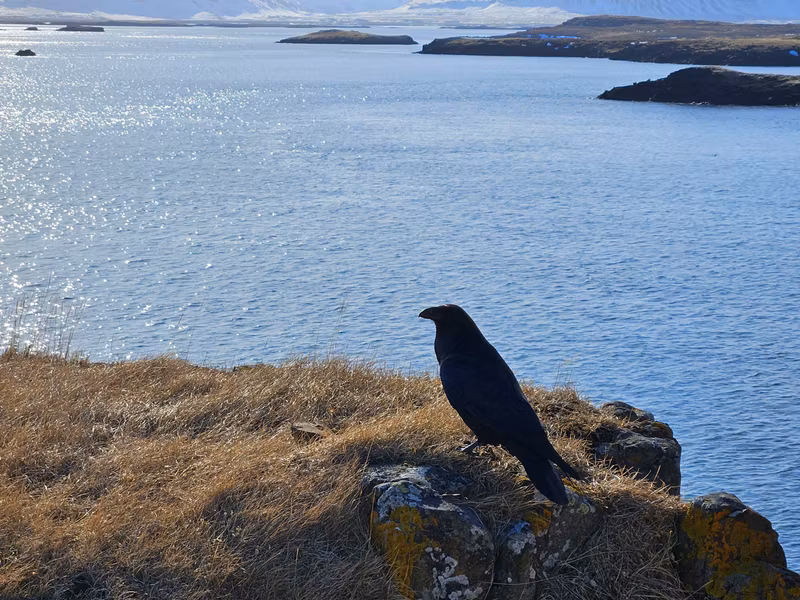 Reykjavik Private Tour - Raven looking out over the thousands of islands at at Stykkisholmur