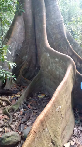 Carara  National Park Virtual Tourcover image