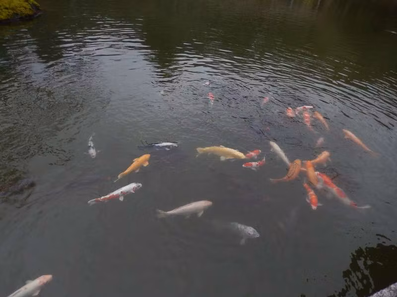 Narita Private Tour - Carp fish in the pond of the Japanese garden