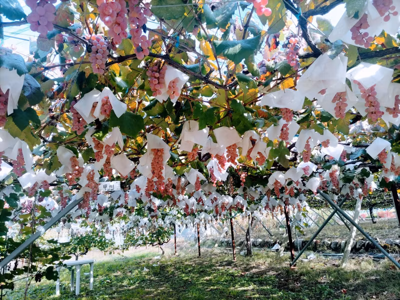 Yamanashi Private Tour - Grape Vineyard