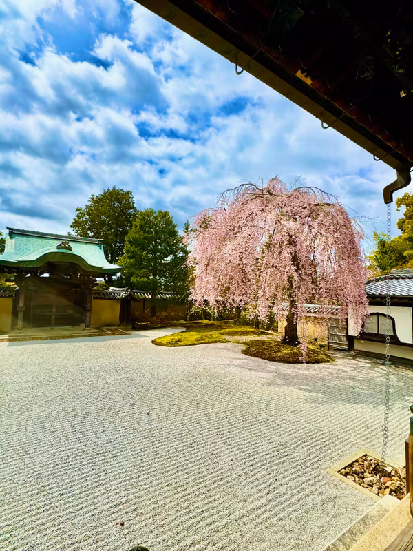 Shiga Private Tour - Weeping cherry blossom