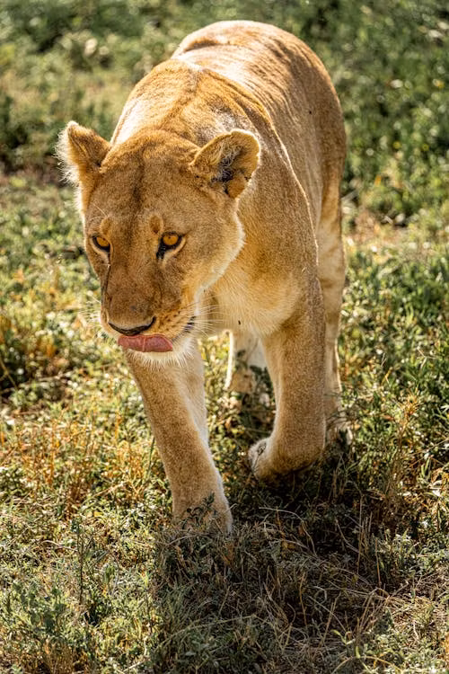 Arusha Private Tour - Lioness in the wild